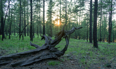Fallen tree in the forest