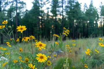 field of yellow flowers