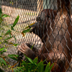 Orangutan eating leaves through a fence