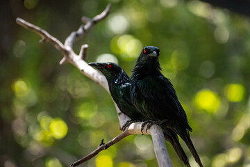 A pair of black birds on a tree branch