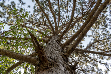 Tall, green trees in the park - a perfect place to relax.