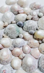 Shell Background Very Cool