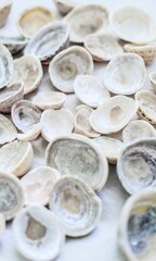 Shell Background Very Cool