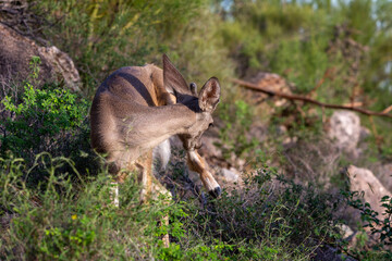 Male Coues whitetail deer, Odocoileus virginianus couesi, a young buck with velvet on his antlers foraging for food in the Sonoran Desert north of Tucson, Arizona, USA.