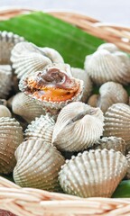 Shell Background Very Cool