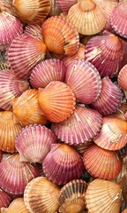 Shell Background Very Cool