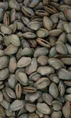 Shell Background Very Cool