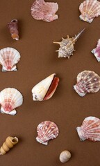 Shell Background Very Cool