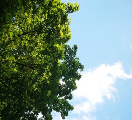 green tree and blue sky