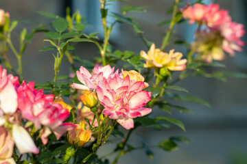 A rose bush with many multicolored roses in bloom. Selective focus.