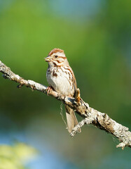 song sparrow standing on the tree branch in spring