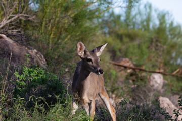 Male Coues whitetail deer, Odocoileus virginianus couesi, a young buck with velvet on his antlers foraging for food in the Sonoran Desert north of Tucson, Arizona, USA.