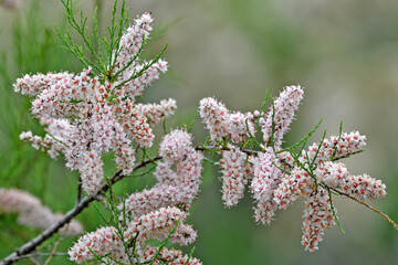 Frühlings-Tamariske, Kleinblütige Tamariske // Smallflower tamarisk (Tamarix parviflora) - Griechenland // Greece 