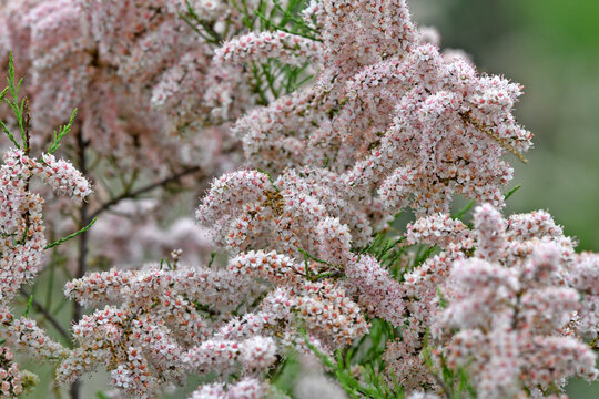 Fr&uuml;hlings-Tamariske, Kleinbl&uuml;tige Tamariske // Smallflower tamarisk (Tamarix parviflora) - Griechenland // Greece 