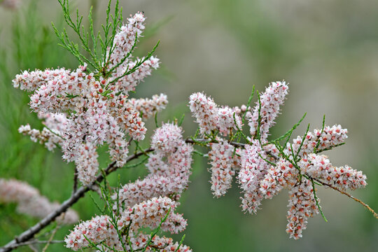 Fr&uuml;hlings-Tamariske, Kleinbl&uuml;tige Tamariske // Smallflower tamarisk (Tamarix parviflora) - Griechenland // Greece 