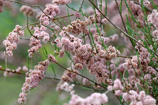 Smallflower tamarisk // Fr&uuml;hlings-Tamariske, Kleinbl&uuml;tige Tamariske (Tamarix parviflora) - Greece // Griechenland