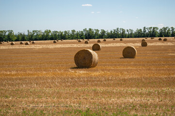 Rows of round bales of golden straw after the harvest