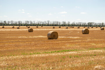 Harvested field with straw bales. Agriculture background with copy space. Summer and autumn harvest concept