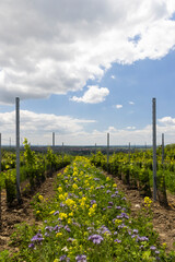 Fototapeta na wymiar Floral spacing in organic vineyard, Southern Moravia, Czech Republic
