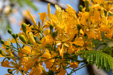 yellow flamboyant flowers of blue sky