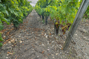 Typical vineyards near Saint-Julien-Beychevelle, Bordeaux, Aquitaine, France