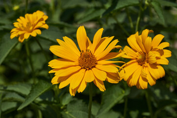 Heliopsis (lat. Heliopsis) is a genus of annual and perennial herbaceous plants of the Asteraceae family (Asteraceae). Heliopsis blooms in the garden.