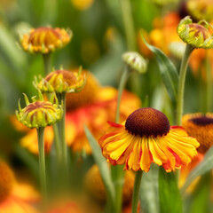 Closeup of flowers of Helenium 'Sahin's Early Flowerer' in a garden in summer