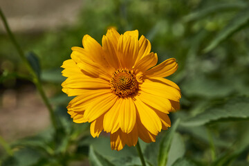 Heliopsis (lat. Heliopsis) is a genus of annual and perennial herbaceous plants of the Asteraceae family (Asteraceae). Heliopsis blooms in the garden.