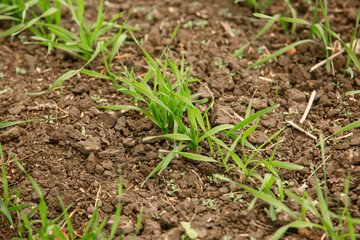 Sprouting of winter crops in the agricultural field in late fall. The technology of cultivation of cereal crops Plant sprouts close-up sharpness in the center.