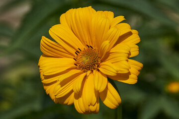 Heliopsis (lat. Heliopsis) is a genus of annual and perennial herbaceous plants of the Asteraceae family (Asteraceae). Heliopsis blooms in the garden.