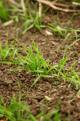 Sprouting of winter crops in the agricultural field in late fall. The technology of cultivation of cereal crops Plant sprouts close-up sharpness in the center.