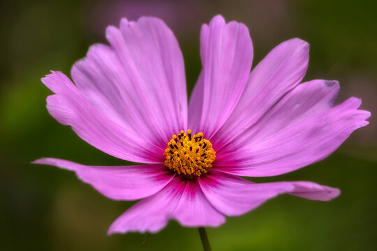 Closeup of single flower of pink Cosmos against difussed green background