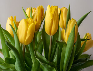 yellow tulips