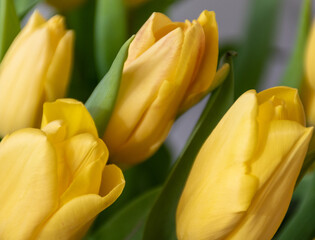yellow tulips