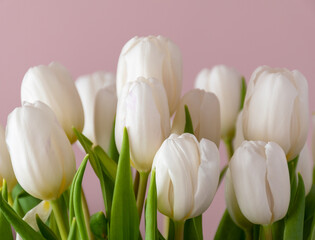 white tulips