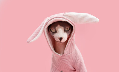 Happy easter cat wearing a rabbit costume ears. Isolated on pink pastel background