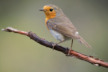 European robin on thin branch