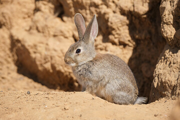 Desert cottontail near sunlit cliff