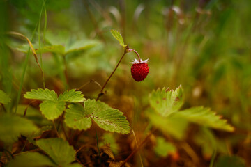 Dzikie poziomki rosnące wsród wysokich traw zbliżenie. 