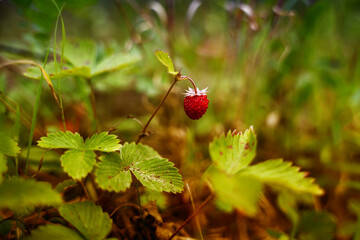Dzikie poziomki rosnące wsród wysokich traw zbliżenie. 