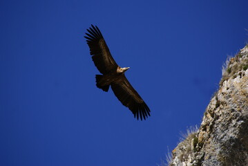 Cañón del Río Lobos