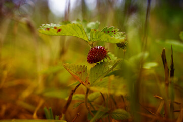 Dzikie poziomki rosnące wsród wysokich traw zbliżenie. 