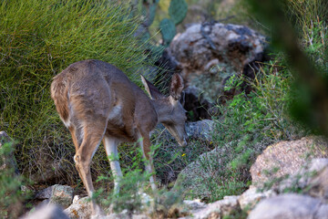 Male Coues whitetail deer, Odocoileus virginianus couesi, a young buck with velvet on his antlers foraging for food in the Sonoran Desert north of Tucson, Arizona, USA.