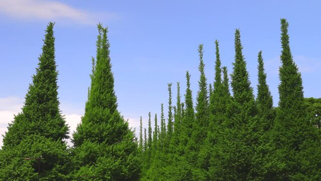 Rows of growing fresh green Gingko trees stand along Jingu Gaien Gingko Tree Avenue in springtime in Jingu Gaien, Chhiyoda Ward, Tokyo Japan on April 25, 2022.