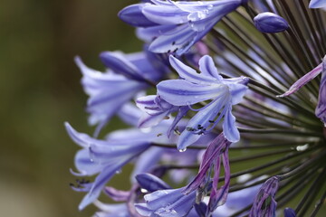 Agapanthus Lavender Haze blue flower