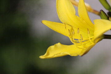Yellow hemerocallis minor dwarf day lily