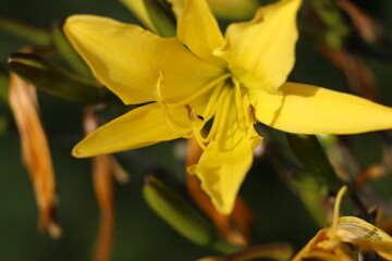 Yellow hemerocallis minor dwarf day lily