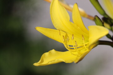 Yellow hemerocallis minor dwarf day lily