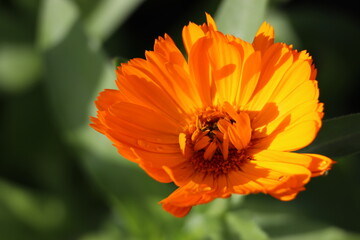 Pot marigold calendula