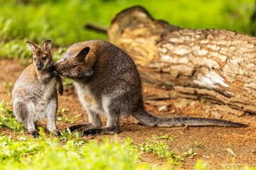 Naklejka na ściany i meble female kangaroo looking at her young